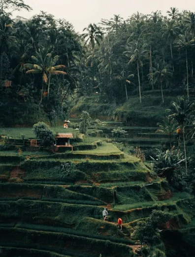 ubud-img